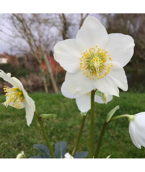 Helleborus niger Jesko (2lt) Helleborus niger Jesko (2lt)