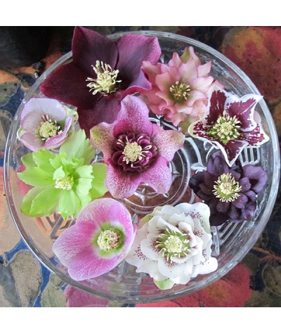 Helleborus x hybridus Single White Blotched (1lt)