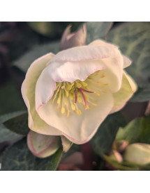 Helleborus Rodney Davey Marbled Group Moondance (Frostkiss Series) (3lt)