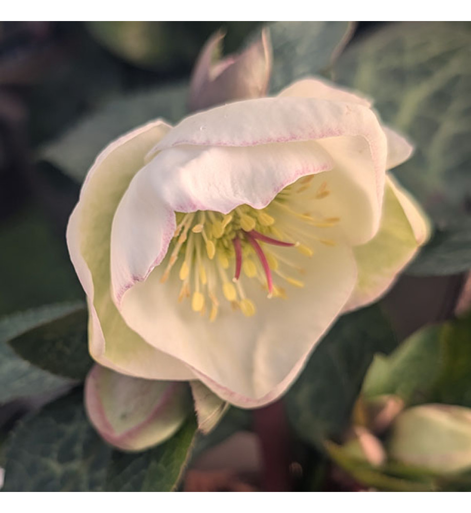 Helleborus Rodney Davey Marbled Group Moondance (Frostkiss Series) (3lt)