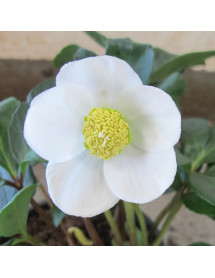 Helleborus niger Christmas Carol (1lt)