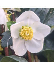Helleborus niger Christmas Carol (1lt)