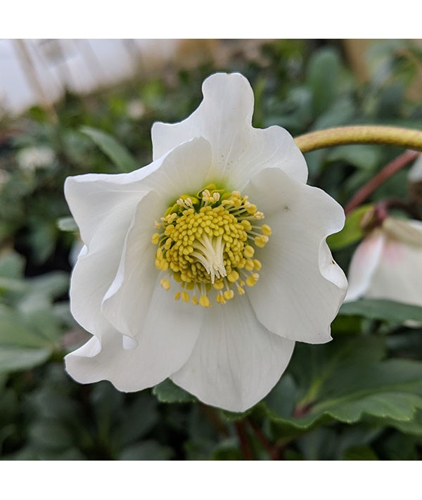 Helleborus niger wintergold (2lt) Helleborus niger wintergold (2lt)