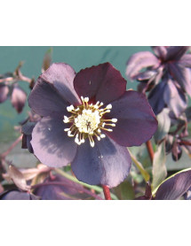 Helleborus x hybridus Single Slate (1lt)