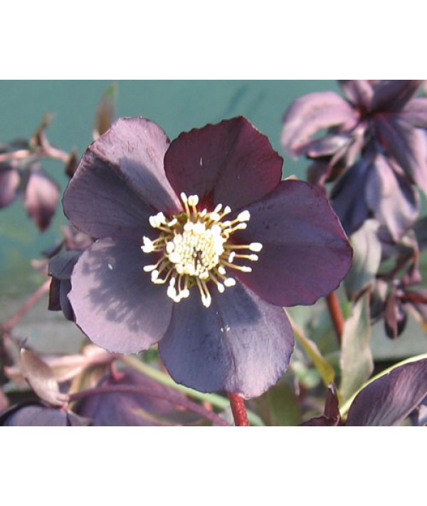 Helleborus x hybridus Single Slate (1lt)