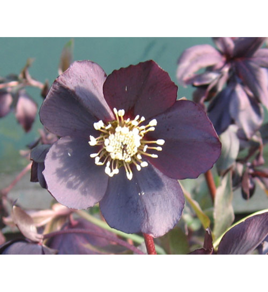 Helleborus x hybridus Single Slate (1lt)