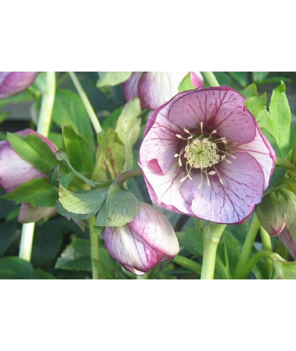 Helleborus x hybridus Single White Picotee (1lt)