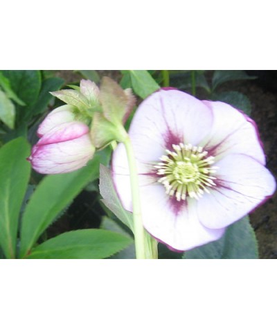 Helleborus x hybridus Single White Picotee (1lt)