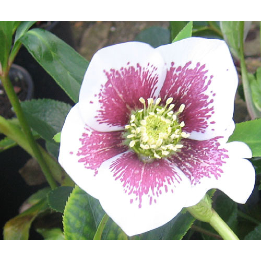 Helleborus x hybridus Single White Blotched (1lt)