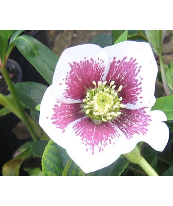 Helleborus x hybridus Single White Blotched (1lt)