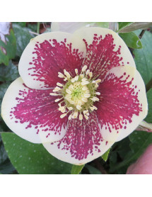 Helleborus x hybridus Yellow Spotted (1lt)
