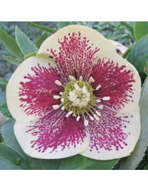Helleborus x hybridus Yellow Spotted (1lt)