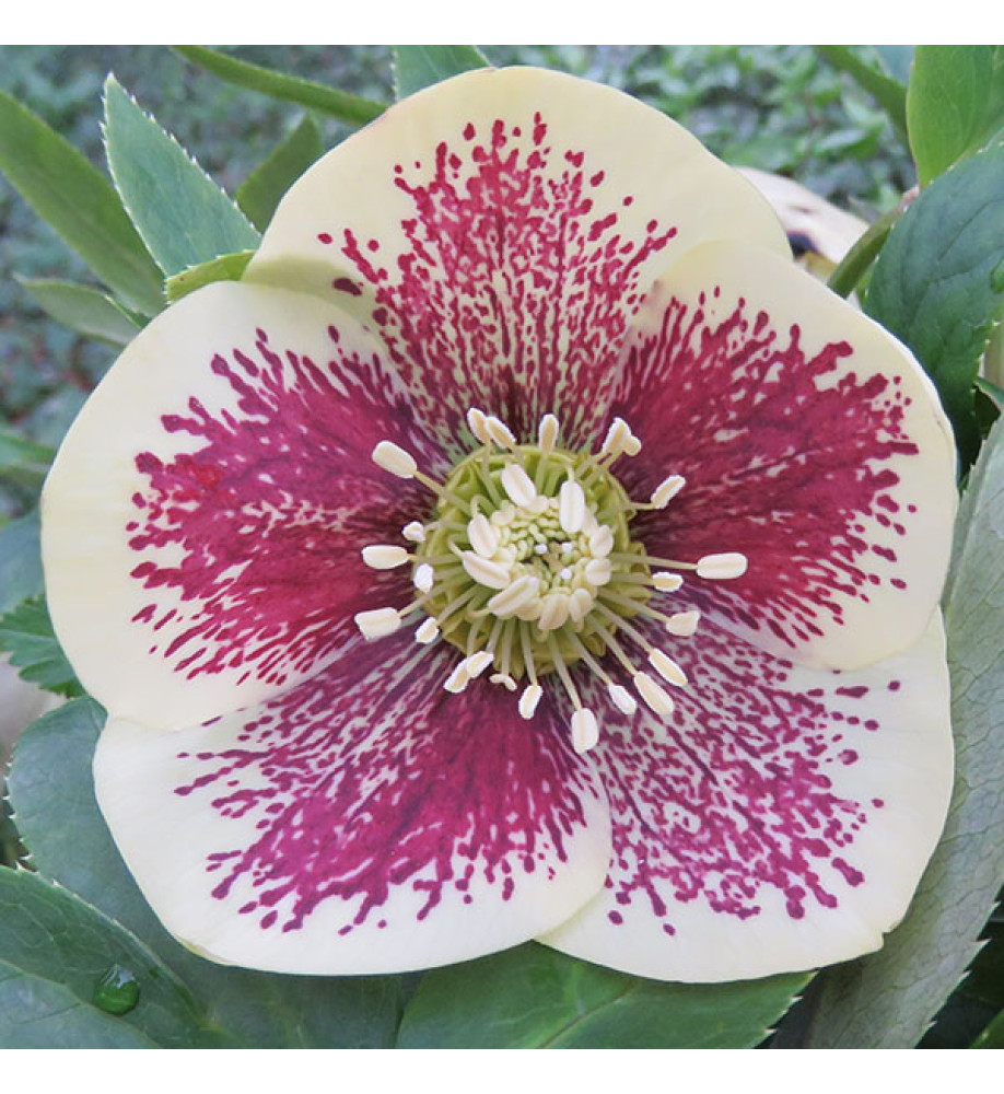 Helleborus x hybridus Yellow Spotted (1lt)