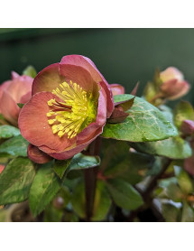 Helleborus Rodney Davey Marbled Group Penny's Pink (3lt)
