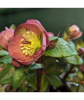 Helleborus Rodney Davey Marbled Group Penny's Pink (3lt)