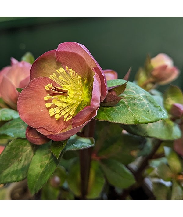 Helleborus Rodney Davey Marbled Group Penny's Pink (3lt)