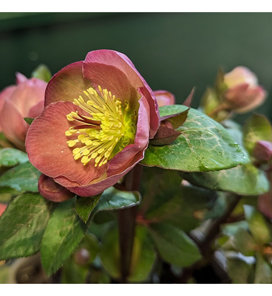 Helleborus Rodney Davey Marbled Group Penny's Pink (3lt)