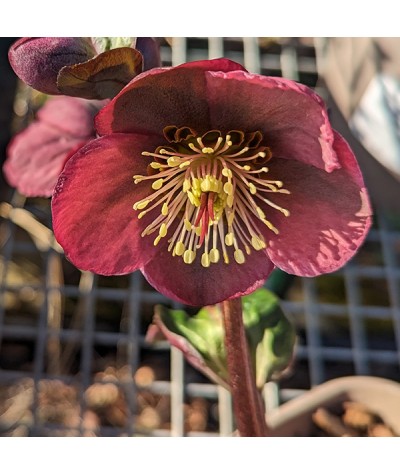 Helleborus Rodney Davey Marbled Group Penny's Pink (3lt)