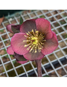 Helleborus Rodney Davey Marbled Group Penny's Pink (3lt)