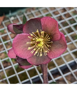 Helleborus Rodney Davey Marbled Group Penny's Pink (3lt)