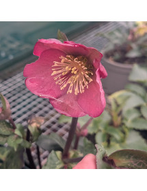 Helleborus Rodney Davey Marbled Group Penny's Pink (3lt)
