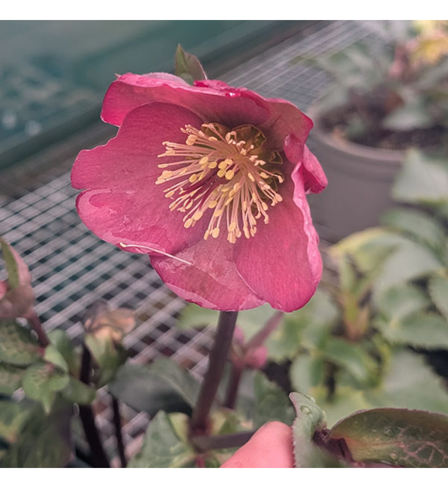 Helleborus Rodney Davey Marbled Group Penny's Pink (3lt)