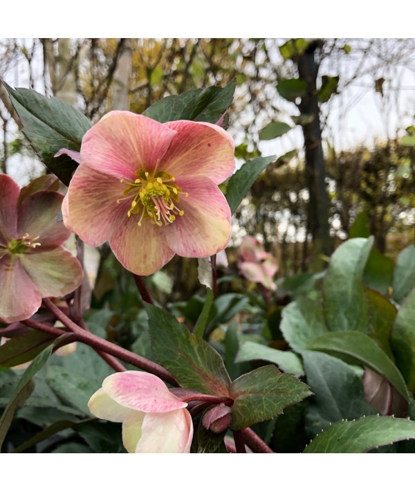 Helleborus Pink Frost Helleborus Pink Frost