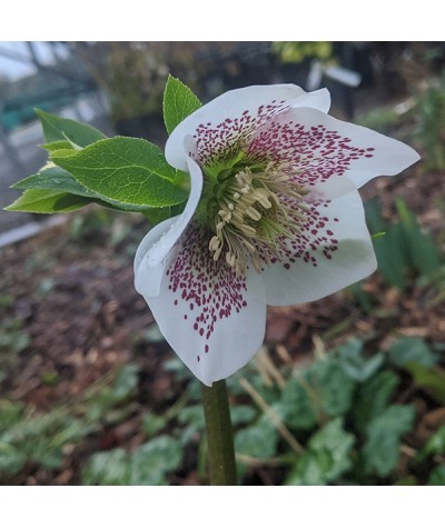 Helleborus x hybridus Spring Promise Conny (3lt)