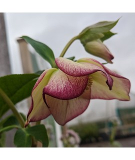 Helleborus x hybridus Spring Promise Anja Oudolf (3lt)