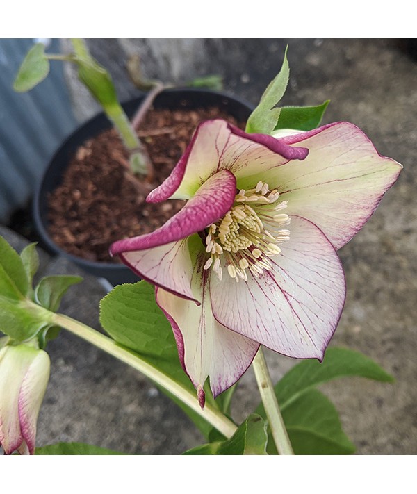 Helleborus x hybridus Spring Promise Anja Oudolf (3lt)