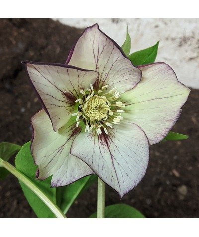 Helleborus x hybridus Spring Promise Anja Oudolf (3lt)