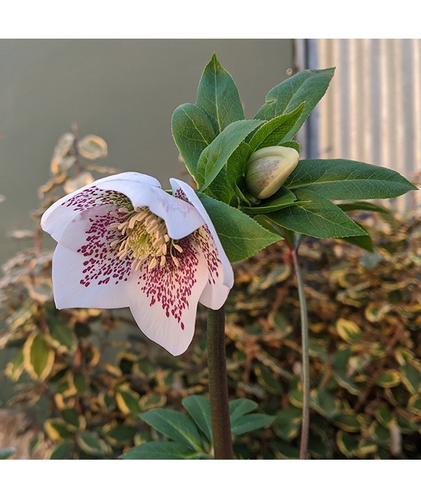 Helleborus x hybridus Spring Promise Conny (3lt)