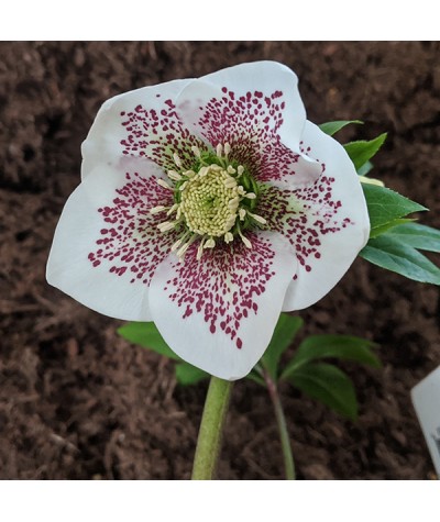 Helleborus x hybridus Spring Promise Conny (3lt)