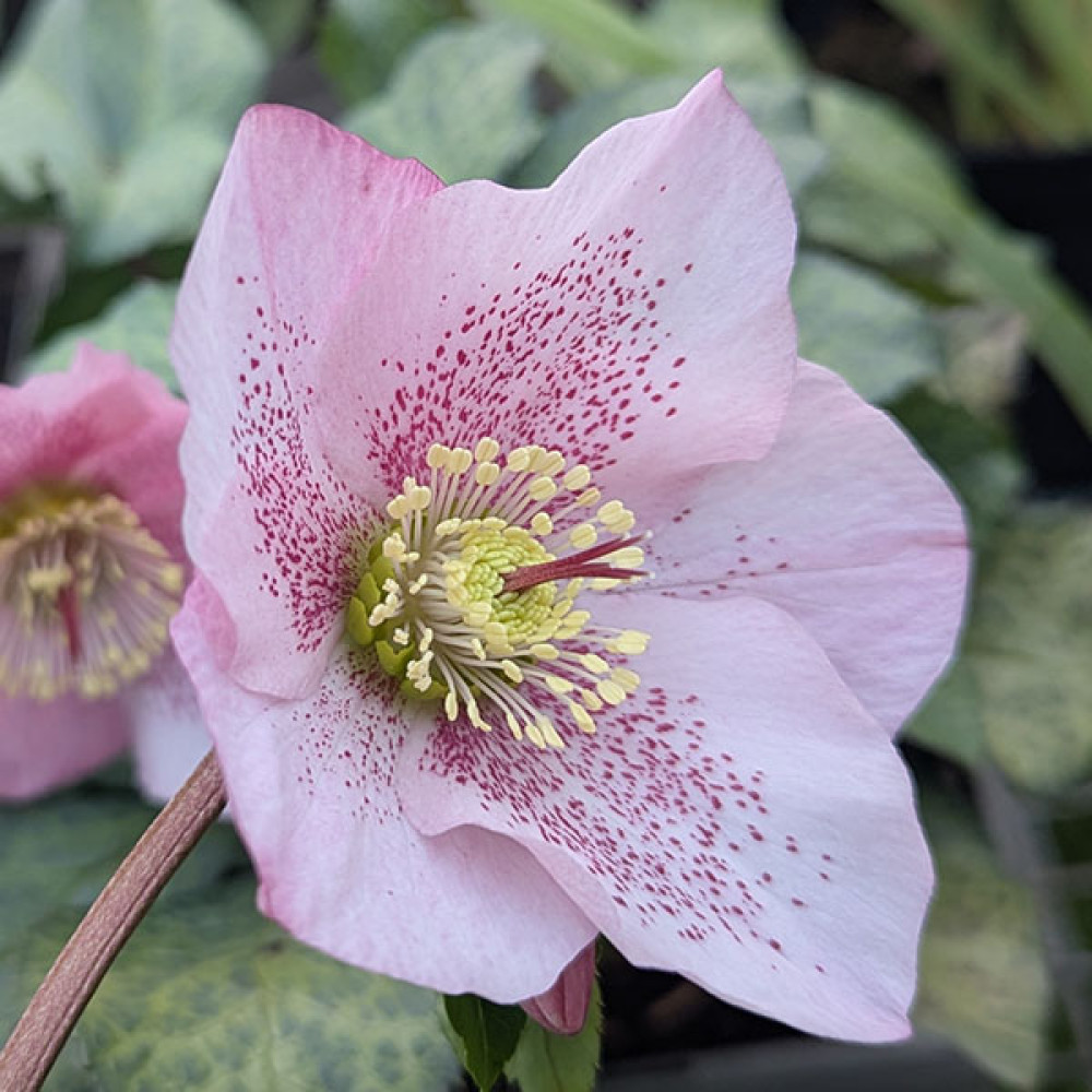 Helleborus x hybridus Single Pink Spotted (1lt)