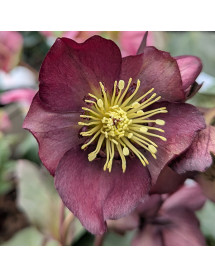 Helleborus Star of Passion (3lt)