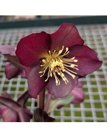 Helleborus Star of Passion (3lt)