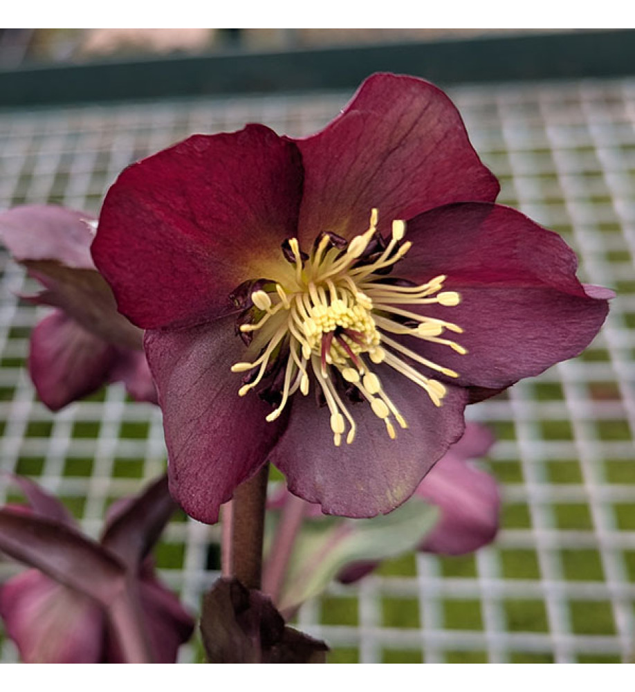 Helleborus Star of Passion (3lt)