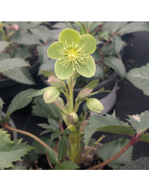 Helleborus x sternii Tom (2lt)