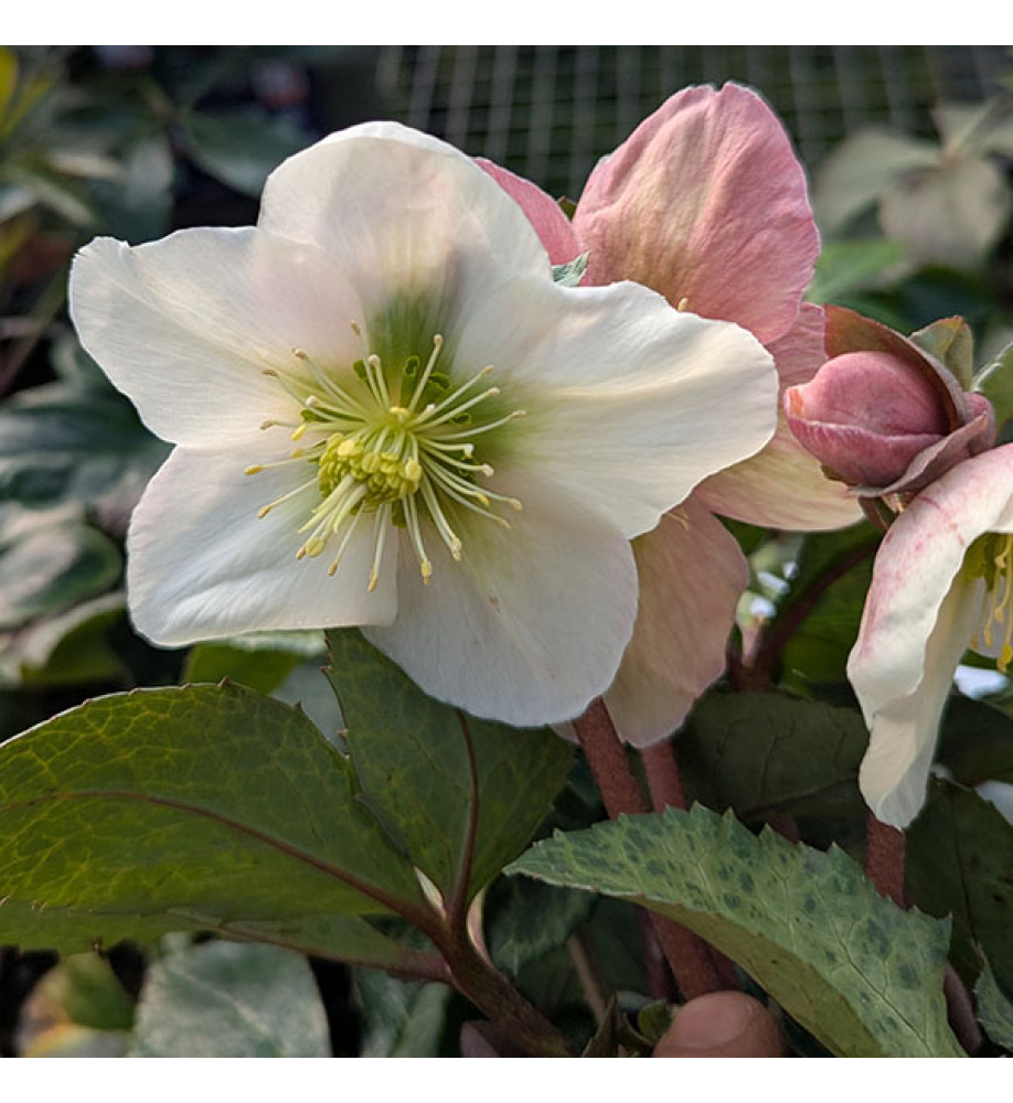 Helleborus x ericsmithii Winter Moonbeam (3lt)