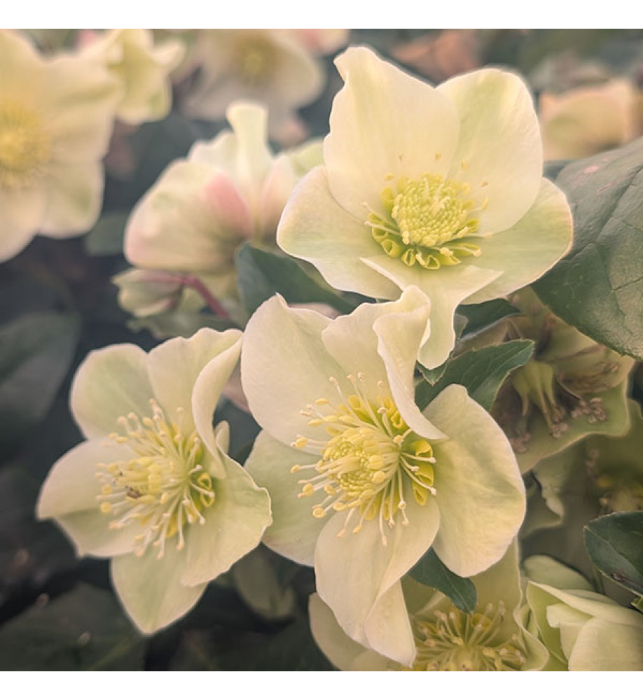 Helleborus x ballardiae Cinnamon Snow (4.5lt)