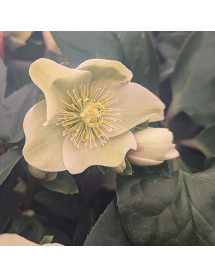 Helleborus x ballardiae Cinnamon Snow (4.5lt)