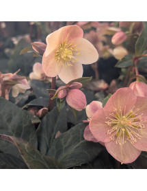 Helleborus x ballardiae Maestro (4.5lt)