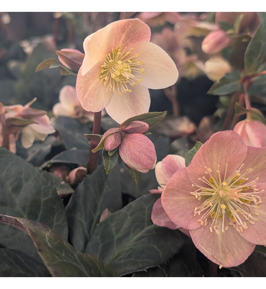 Helleborus x ballardiae Maestro (4.5lt)