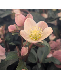 Helleborus x ballardiae Maestro (4.5lt)