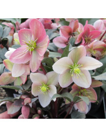 Helleborus x ericsmithii Winter Sunshine