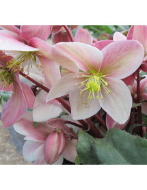 Helleborus x ericsmithii Winter Sunshine
