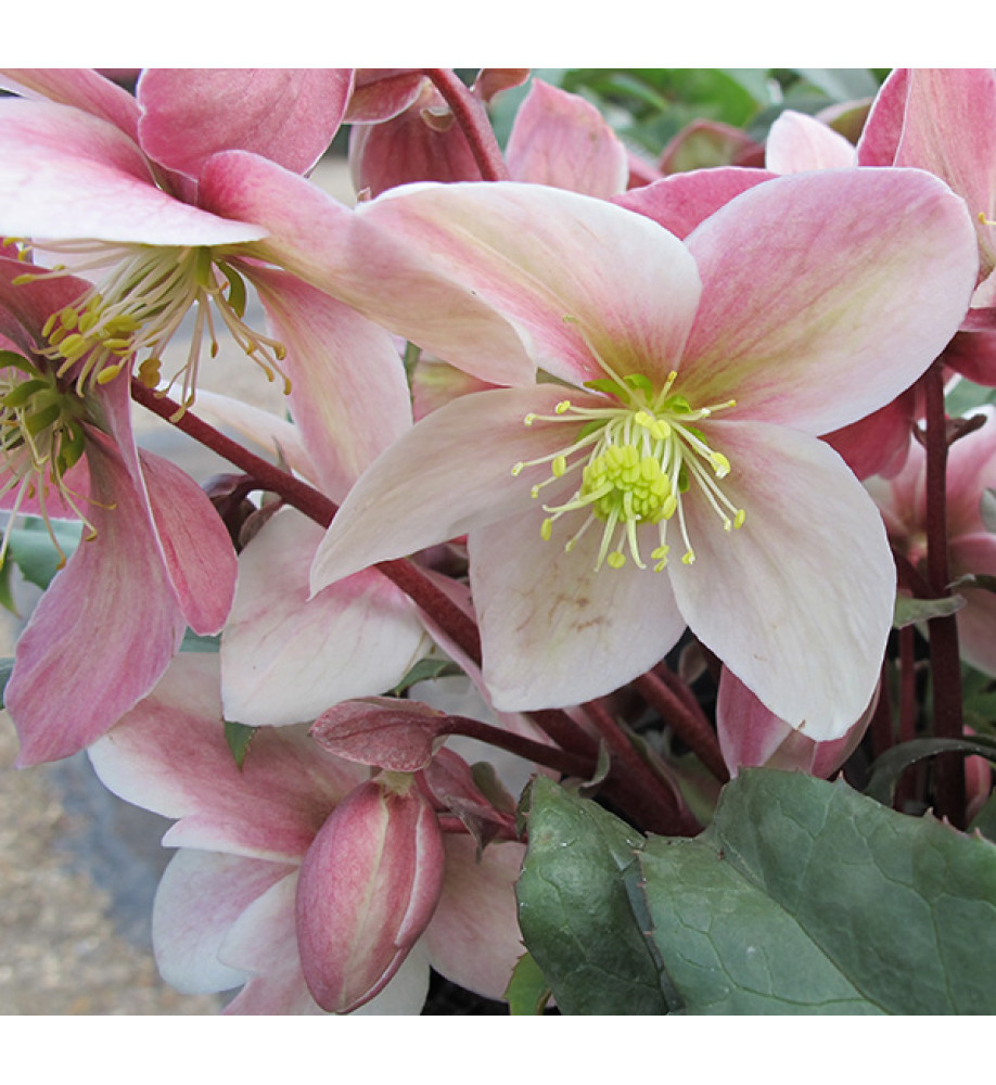 Helleborus x ericsmithii Winter Sunshine