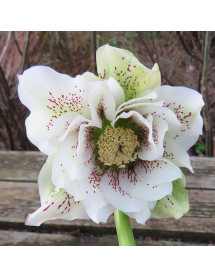 Helleborus x hybridus Double White Spotted (1lt)