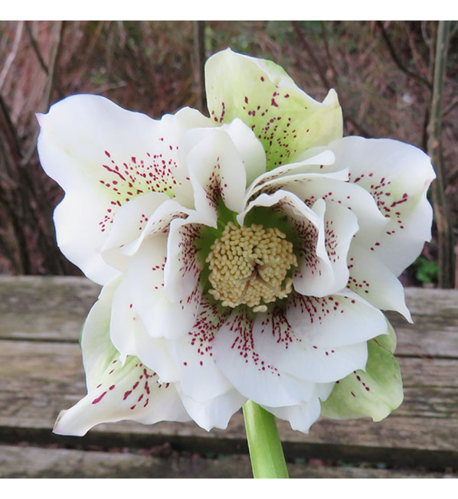 Helleborus x hybridus Double White Spotted (1lt)
