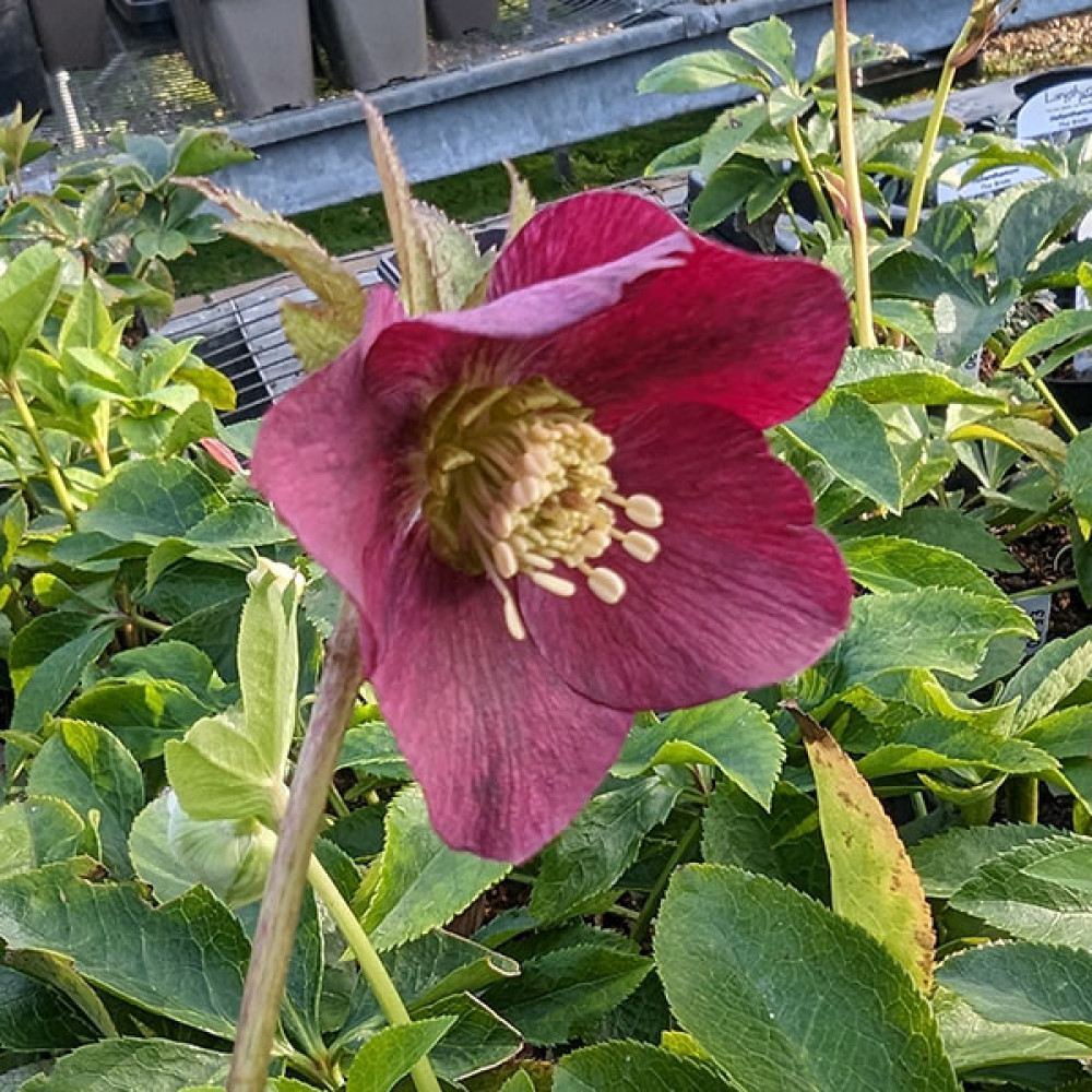 Helleborus x hybridus Single Red (1lt)